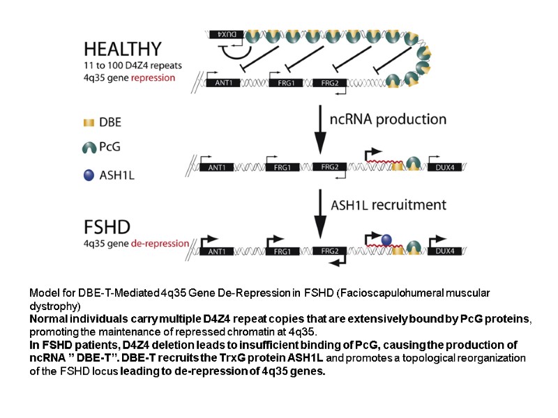 Model for DBE-T-Mediated 4q35 Gene De-Repression in FSHD (Facioscapulohumeral muscular dystrophy) Normal individuals carry